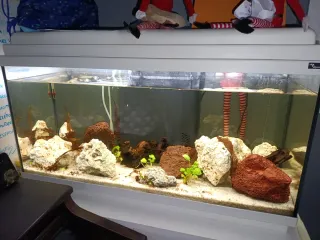 Acuario 100L Casi Nuevo