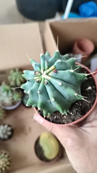 Ferocactus Glaucescens