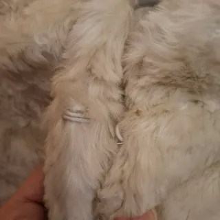 Bolero novia invierno