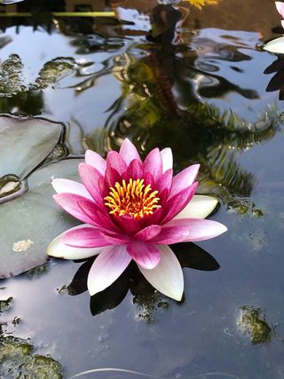 Jardinero en Marbella por horas o precio cerrado.