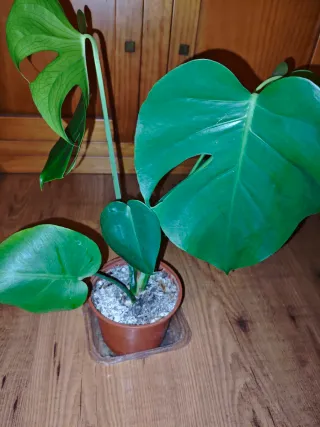Monstera Deliciosa Planta