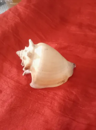 Caracolas marinas caracol para aye ochum su bastón