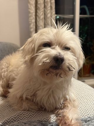 Cuidadora de mascotas