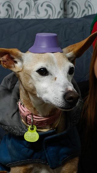 Cuidadora de mascotas