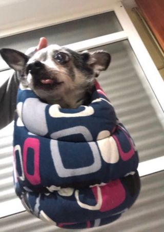 Transportín para mascotas