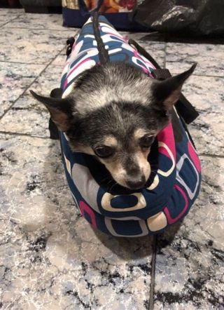 Transportín para mascotas