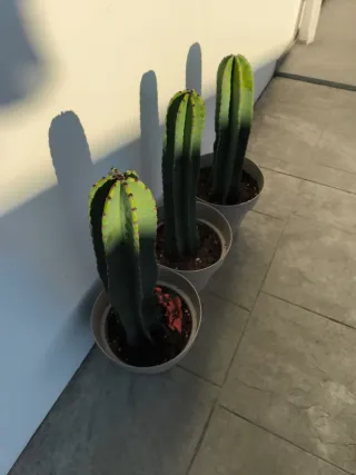 Cactus en maceta