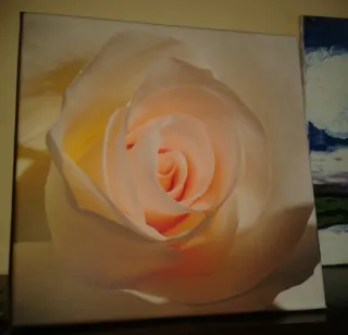 Rosa Iluminada. Quadro su tela nuovo.