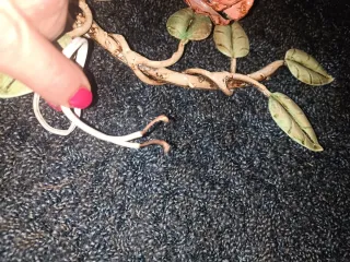 Apliques pared hierro forjado rosas años 50