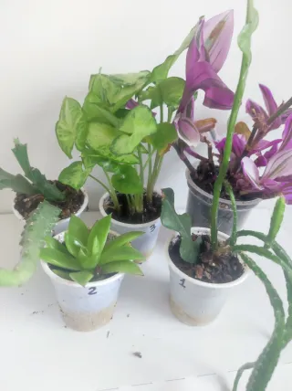 Piante miste da interno