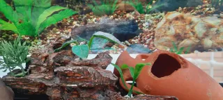 Acuario 35 l. con accesorios Regalo  piscina