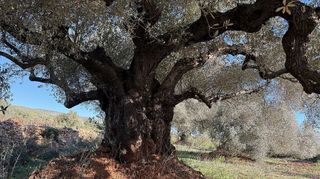 Terreno en venta en Alcalà de Xivert pueblo en Alcalà de Xivert