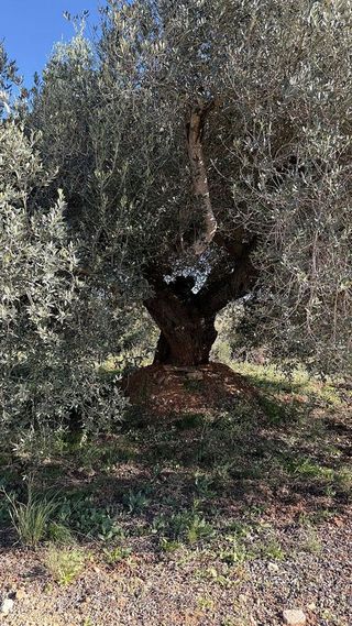 Terreno en venta en Alcalà de Xivert pueblo en Alcalà de Xivert