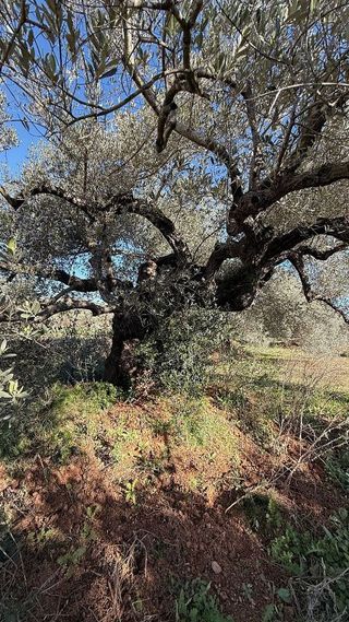 Terreno en venta en Alcalà de Xivert pueblo en Alcalà de Xivert