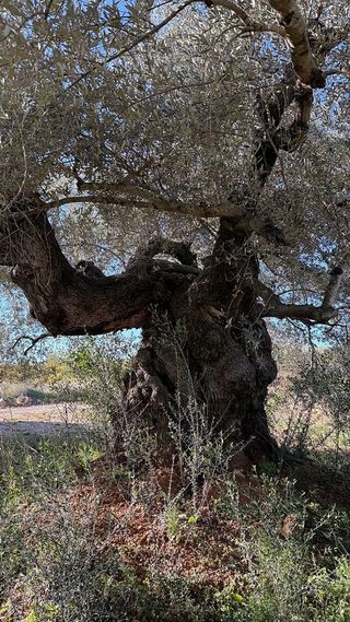 Terreno en venta en Alcalà de Xivert pueblo en Alcalà de Xivert