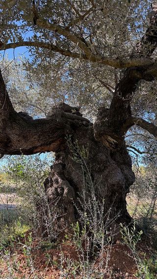 Terreno en venta en Alcalà de Xivert pueblo en Alcalà de Xivert