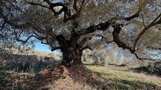Terreno en venta en Alcalà de Xivert pueblo en Alcalà de Xivert