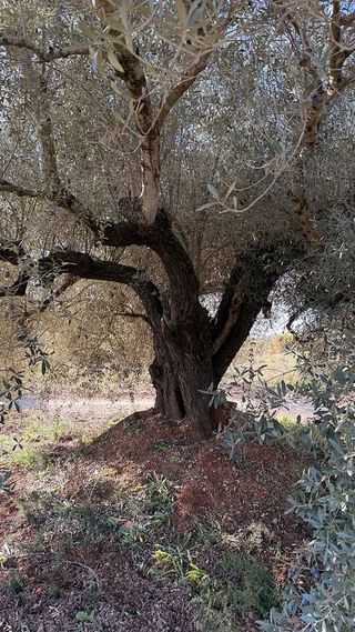 Terreno en venta en Alcalà de Xivert pueblo en Alcalà de Xivert