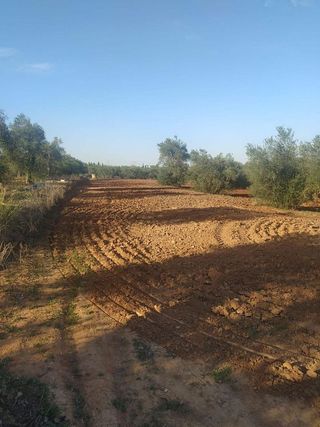 Terreno en venta en Almensilla