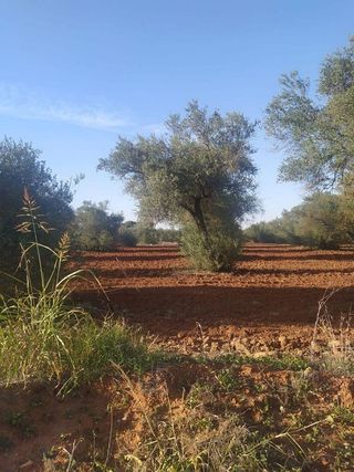 Terreno en venta en Almensilla