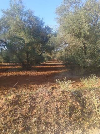 Terreno en venta en Almensilla