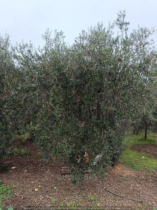 Chalet en venta en Carmona