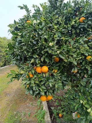 Chalet en venta en Carmona