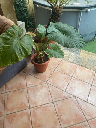 Planta con hojas grandes