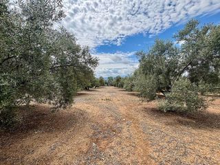 Terreno en venta en Úbeda