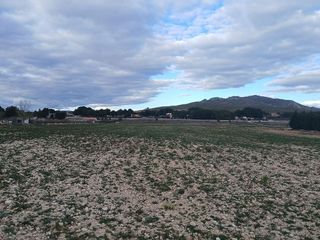 Terreno en venta en Yecla
