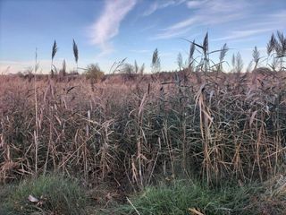 Terreno en venta en Villamuriel de Cerrato