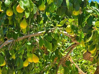 Casa rural en alquiler en Teulada Pueblo en Teulada