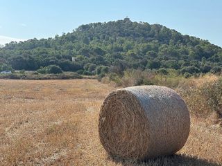 Solar en venta en Manacor Centro en Manacor