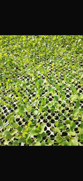 Seminatrice a vassoio  per 160 semi –veloce DBT