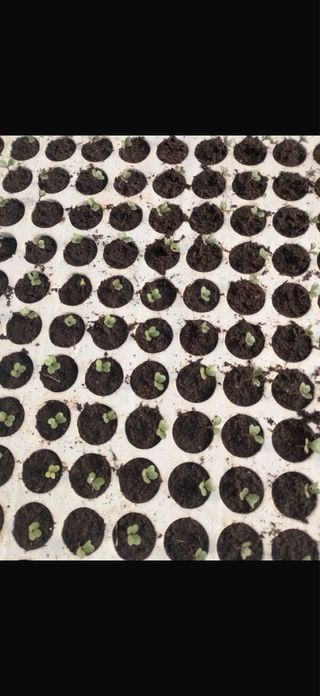 Seminatrice a vassoio  per 160 semi –veloce DBT