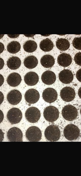 Seminatrice a vassoio  per 160 semi –veloce DBT