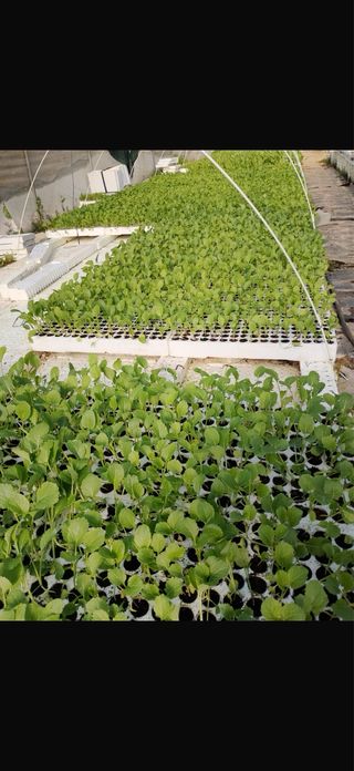 Seminatrice a vassoio  per 160 semi –veloce DBT