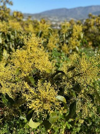 Casa rural en venta en Motril pueblo en Motril