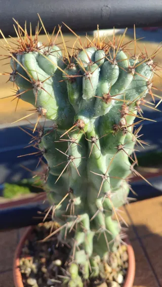 Cereus Peruvianus Monstruoso Cactus
