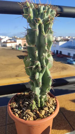 Cereus Peruvianus Monstruoso Cactus