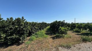 Solar en venta en Carcaixent