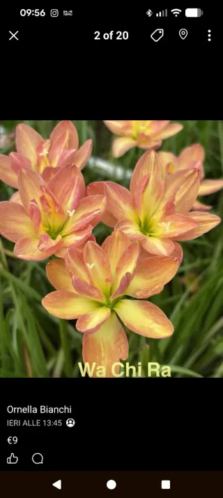 Zephyranthes - 1 bulbo