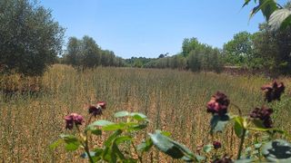 Solar en venta en Manacor Centro en Manacor