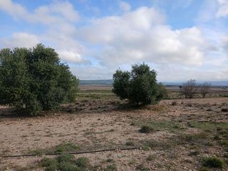 Terreno en venta en Yecla