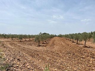 Terreno en venta en Carlota (La)