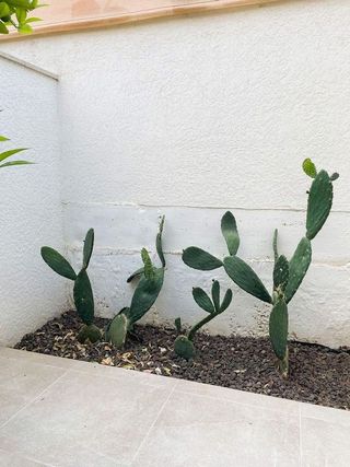 Casa adosada en alquiler en Camp d'en Serralta en Palma de Mallorca