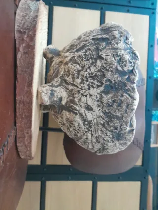 Maceta Bonsái Kurama