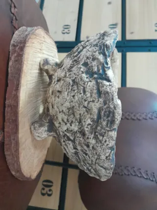 Maceta Bonsái Kurama