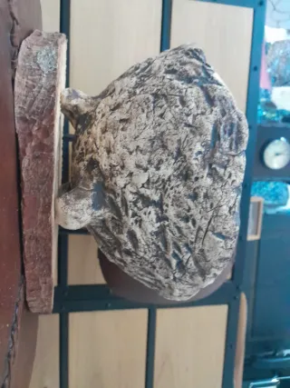 Maceta Bonsái Kurama