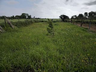 Casa rural en venta en Puerto Real